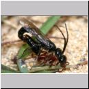 Methocha ichneumonides - Trugameise 01d 8-10mm Paarung.jpg